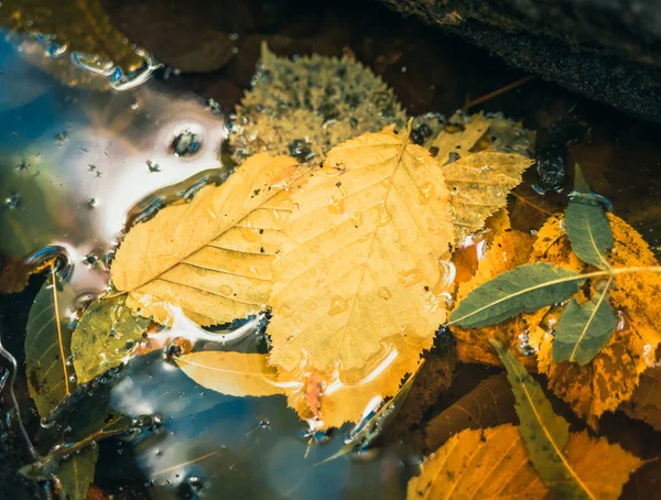 Suyun Yüzeyindeki Sarı Yapraklar Ormanda Sonbahar Manzarası — Stok fotoğraf