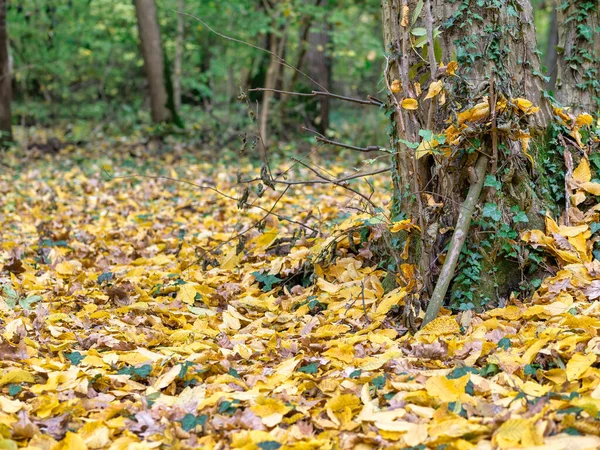 黄色と茶色の葉のカーペットと美しい秋の森の風景 ルーマニアのブカレスト近くのバネシアの森 — ストック写真