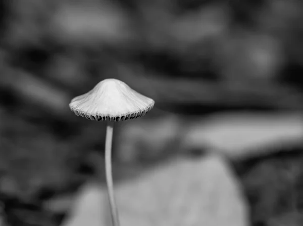 One Isolated Wild Mushroom Fungi Forest Black White Minimalist Photography — Stock Photo, Image