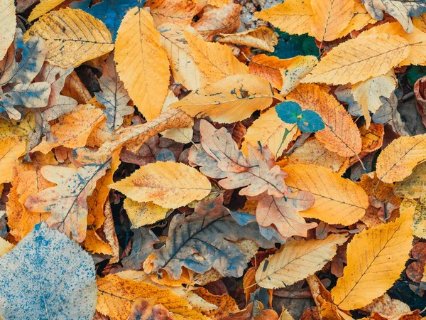 Yerde Sarı Yapraklardan Oluşan Renkli Sonbahar Halısı — Stok fotoğraf