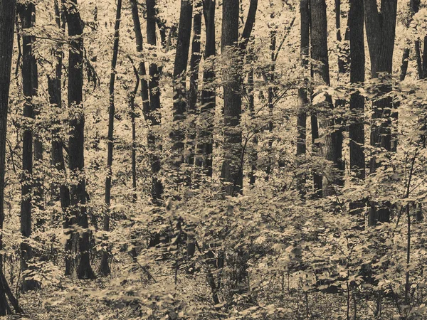 Einfarbige Schwarz Weiße Waldlandschaft Baneasa Wald Bei Bukarest Rumänien — Stockfoto