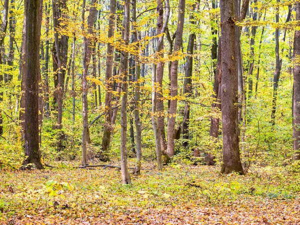 Paisaje Forestal Otoño Bosque Baneasa Cerca Bucarest Rumania — Foto de Stock
