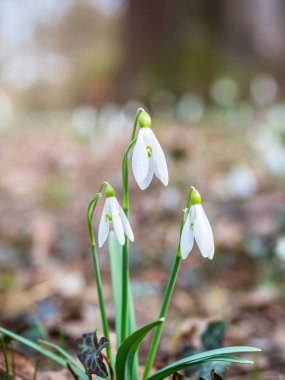 Galanthus Nivalis grubu, baharın başında kar yağışı veya yaygın kar yağışı. Baharın küçük beyaz çiçeği.