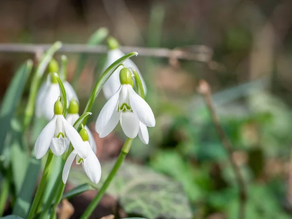 Grupa Galanthus Nivalis Śnieg Lub Powszechne Opady Śniegu Początku Wiosny — Zdjęcie stockowe