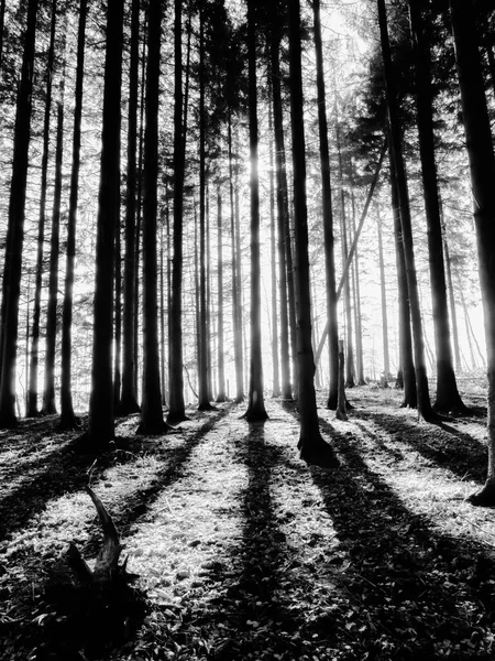 Zwart Wit Donker Humeurig Bos Karpaten — Stockfoto