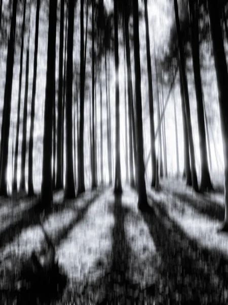 Schwarz Weißer Dunkler Stimmungsvoller Wald Den Karpaten Bewegungsunschärfeeffekt — Stockfoto