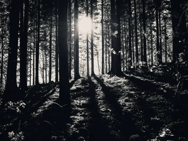 Чорно Білий Темний Болотистий Ліс Карпатських Горах — стокове фото