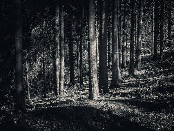 Black and white dark moody forest in Carpathian Mountains
