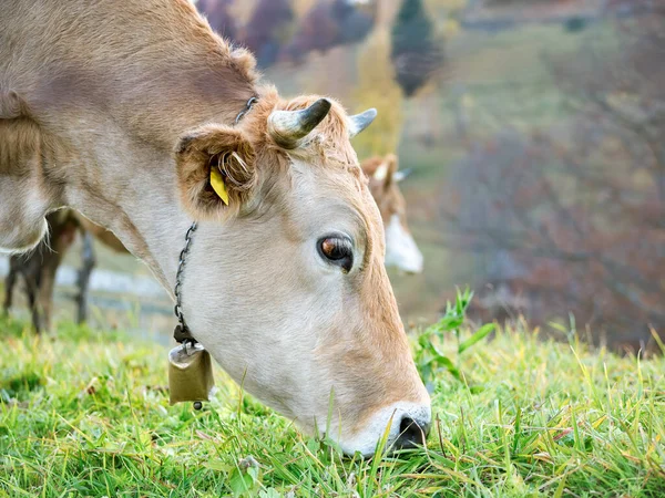 Krowa Dzwonkiem Zielonym Polu Lub Pastwiskiem Karpatach Rumunia — Zdjęcie stockowe
