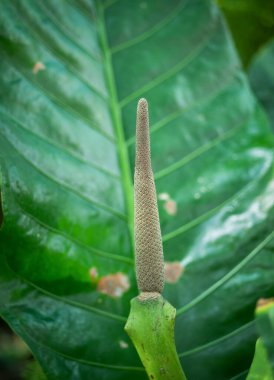 Anthurium veitchii, Kral anturium ya da laceleaf ile yakın çekim yapın.
