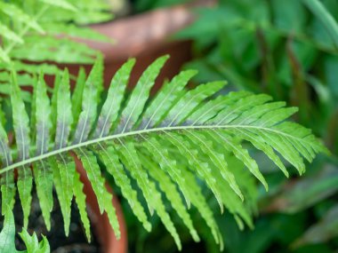 Cyrtomium falcatum genellikle Holly Eğreltiotu olarak bilinir ve bahçedeki Japon kutsal eğreltiotu..