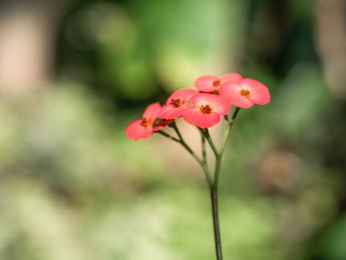 Dikenli taç olarak da bilinen Euphorbia milii ihtişamının kırmızı küçük çiçeğini, İsa bitkisini ya da İsa dikenini yakından incele.