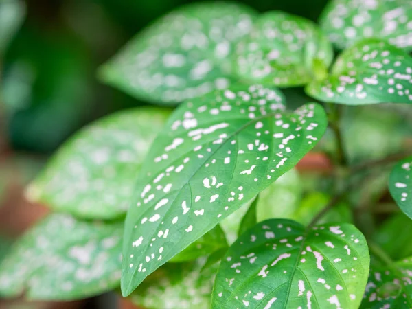 Részlet Hypoestes Phyllostachya Polka Pont Növény Dísznövény Zöld Levelek Fehér — Stock Fotó