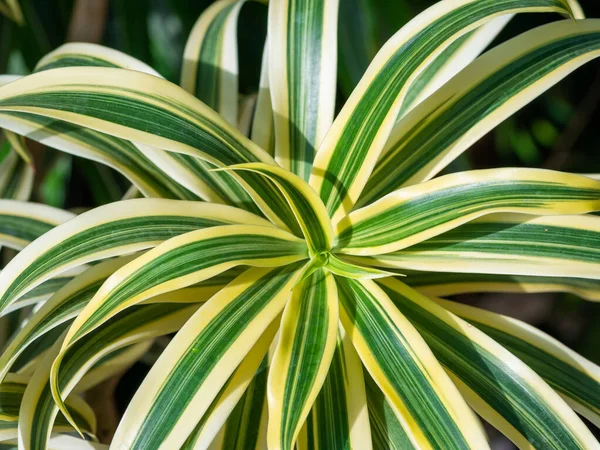 Dracaena Limonlu Bitki Yaprağı .