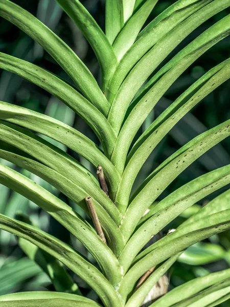 Dettaglio Con Fogliame Piante Tropicali Giardino Foglie Lunghe Colore Verde — Foto Stock