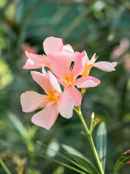 Detailní Záběr Oleandrem Nerium Běžně Známým Jako Oleander Nebo Květina — Stock fotografie