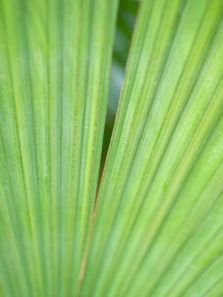 Detalhe Perto Com Folhagem Sabal Blackburniana Blackburn Sabal Palm — Fotografia de Stock