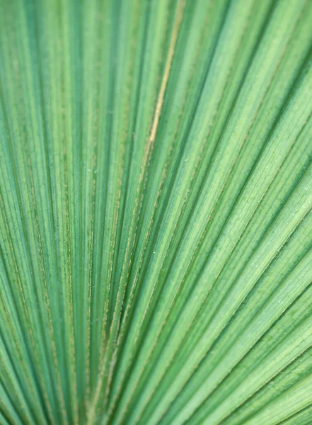 Detalhe Perto Com Folhagem Sabal Blackburniana Blackburn Sabal Palm — Fotografia de Stock