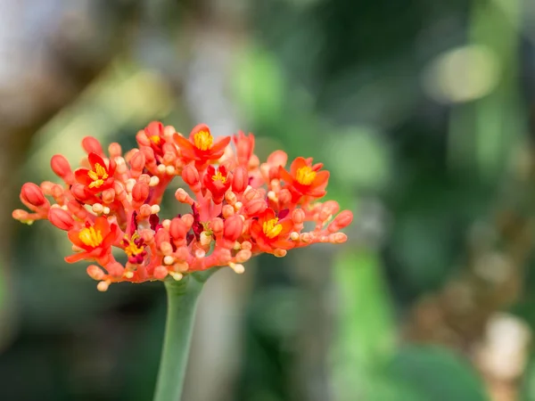 Nahaufnahme Mit Jatropha Podagrica Sukkulente Rote Blütenpflanze Auch Bekannt Als — Stockfoto