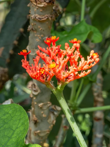 Nahaufnahme Mit Jatropha Podagrica Sukkulente Rote Blütenpflanze Auch Bekannt Als — Stockfoto