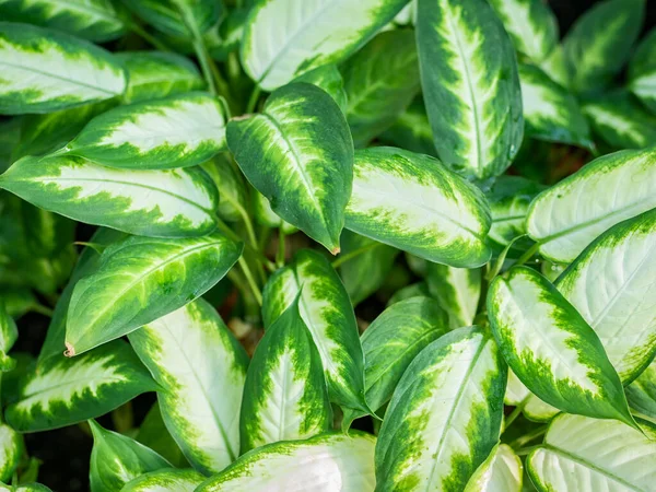 Stretto Contatto Con Fogliame Della Pianta Ornamentale Dieffenbachia Seguine Conosciuta — Foto Stock