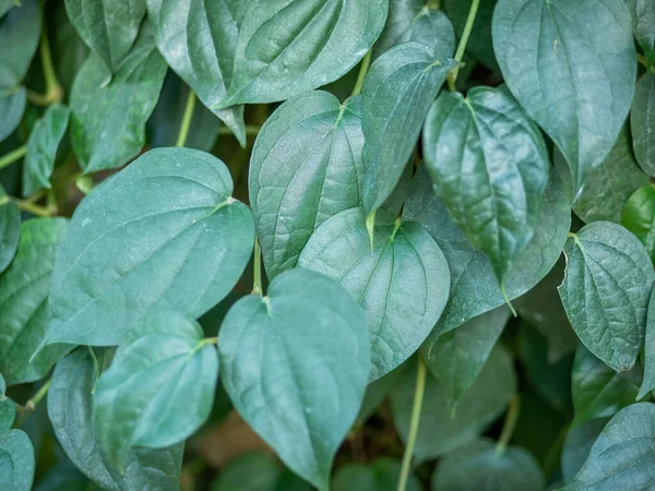 Dettaglio Ravvicinato Con Fogliame Verde Fresco Del Pepe Nero Piper — Foto Stock