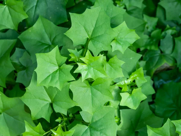 Dettaglio Vicino Con Fogliame Foglie Verdi Delairea Odorata Nota Anche — Foto Stock