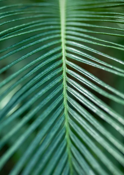 Feuilles Palmier Vert Tropical Texture Fond — Photo