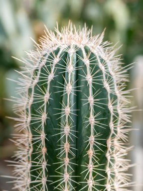Pachycereus pringlei 'nin detaylarına dikkat et. Meksika dev kardonu ya da fil kaktüsü olarak da bilinir.