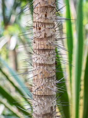 Aiphanes Minima dikenli bitkisinin gövdesiyle ilgili detaylar..