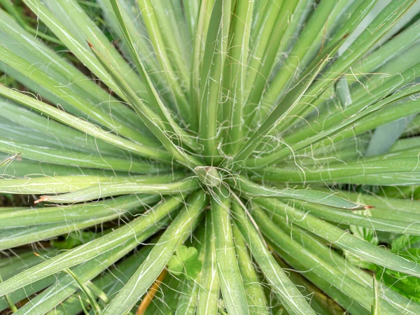 Κοντινό Πλάνο Agave Filifera Νήμα Agave Φυλλώματα Φυτών — Φωτογραφία Αρχείου