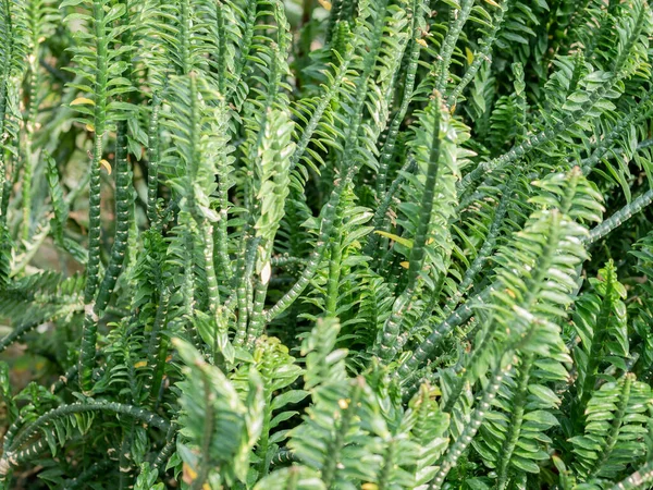 Primer Plano Detalle Fondo Con Euphorbia Tithymaloides Follaje — Foto de Stock