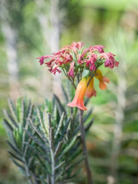 Kalanchoe Delagoensis Ранее Известная Bryophyllum Delagoense Обычно Называемая Матерью Миллионов — стоковое фото