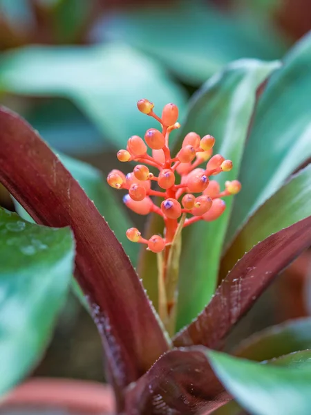 Detailaufnahme Mit Der Kleinen Roten Blume Aechmea Miniata Aus Der — Stockfoto