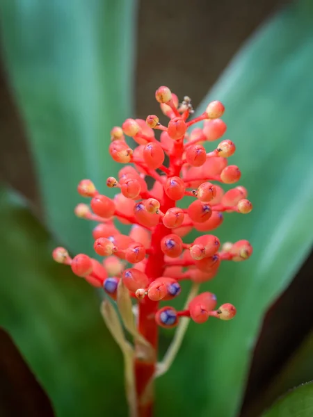 Détail Rapproché Avec Aechmea Miniata Petite Fleur Rouge Faisant Partie — Photo