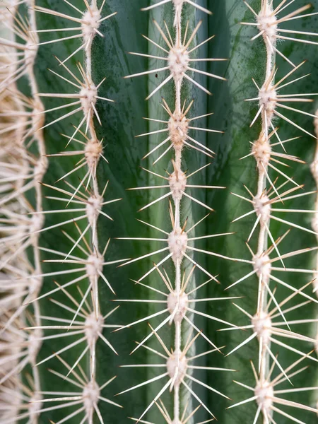 Detailní Záběr Pachycereus Pringlei Také Známý Jako Mexický Obří Cardon — Stock fotografie