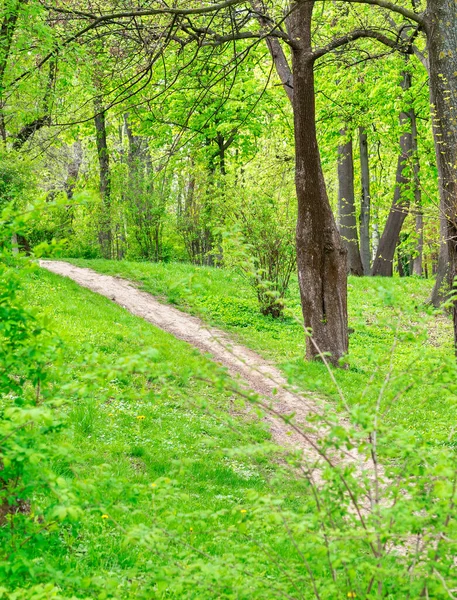 Kral I. Mihai 'deki bahar manzarası, Bükreş, Romanya. Yeşil ağaçlar arasındaki patika ya da patika