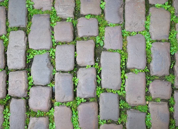Старовинна Вулиця Бруківкою Зеленою Травою Росте Між Каменями — стокове фото