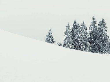 Taze beyaz karla kaplı çam ağaçlarıyla kaplı kış manzarası. Romanya 'daki Karpat Dağları