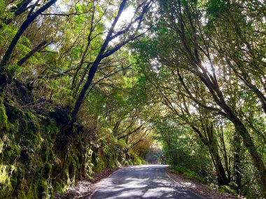Tropikal ormanlı dağlarda bir yol. Yağmur Ormanı Kanarya Adaları. Tenerife