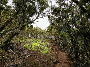 Ormanda yosun ve turist yolu olan tropik bir orman. Yağmur ormanları. Kanarya Adaları. Tenerife.