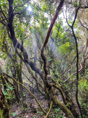 Ormanda yosunlu insan kafatası ve kemikleri. Tropikal bir orman. Kanarya Adaları. Tenerife.