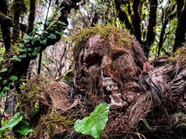 Ormanda yosunlu insan kafatası ve kemikleri. Tropikal bir orman. Kanarya Adaları. Tenerife.