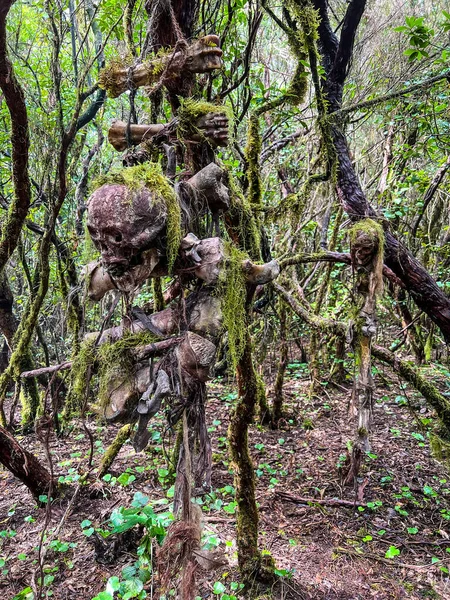 Calavera Humana Huesos Selva Con Musgo Bosque Tropical Islas Canarias — Foto de Stock