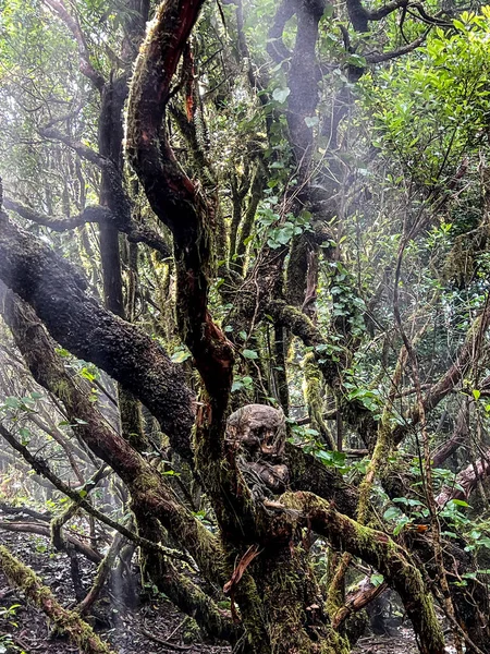 Människans Skalle Och Ben Djungeln Med Mossa Tropisk Skog Kanarieöarna — Stockfoto