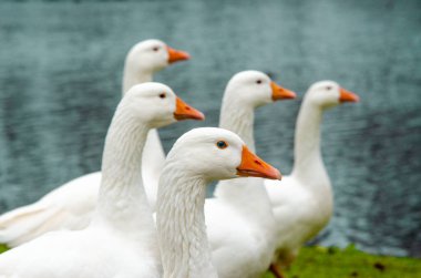 Turuncu gagalı ve mavi gözlü bir göletin kıyısındaki yeşil çimenli beyaz kazlar.