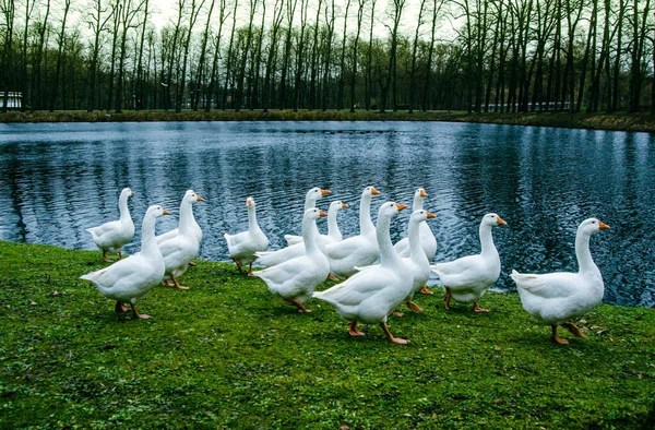 オレンジ色のくちばしと青い目の池の岸にある緑の芝生の上の白いガチョウ — ストック写真