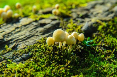 Ormandaki küçük mantarlar güneş ışığındaki yeşil yosunlar üzerinde