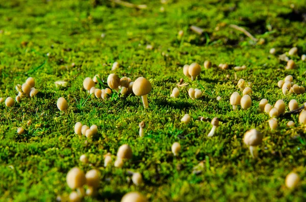 森林里的小蘑菇 绿色的苔藓 阳光灿烂 — 图库照片