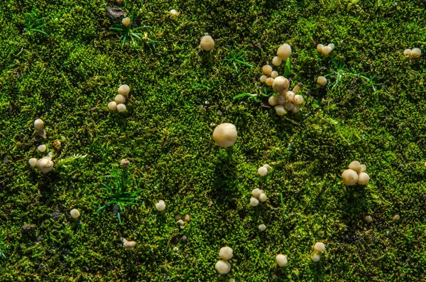 Small Mushrooms Forest Green Moss Rays Sunlight Top View — Stock Photo, Image